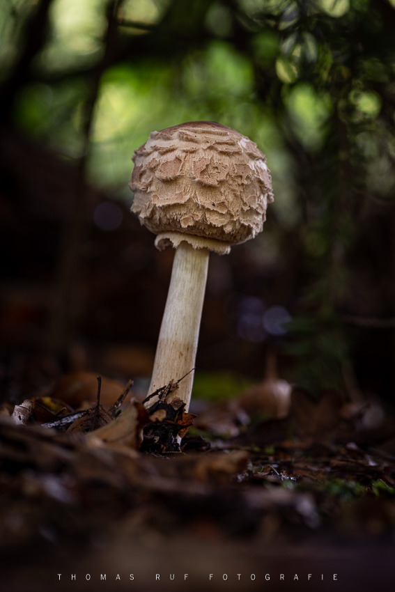 Macrolepiota (Chlorophyllum) rachodes