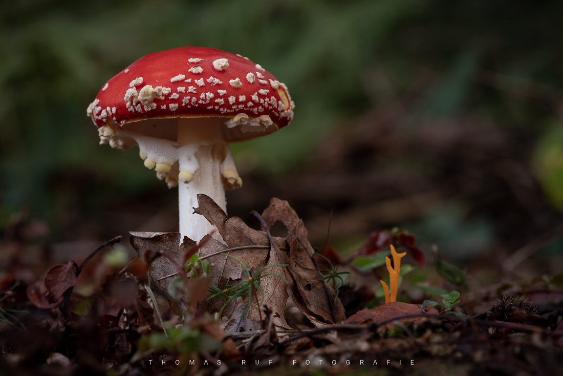 Amanita muscaria | Fliegenpilz
