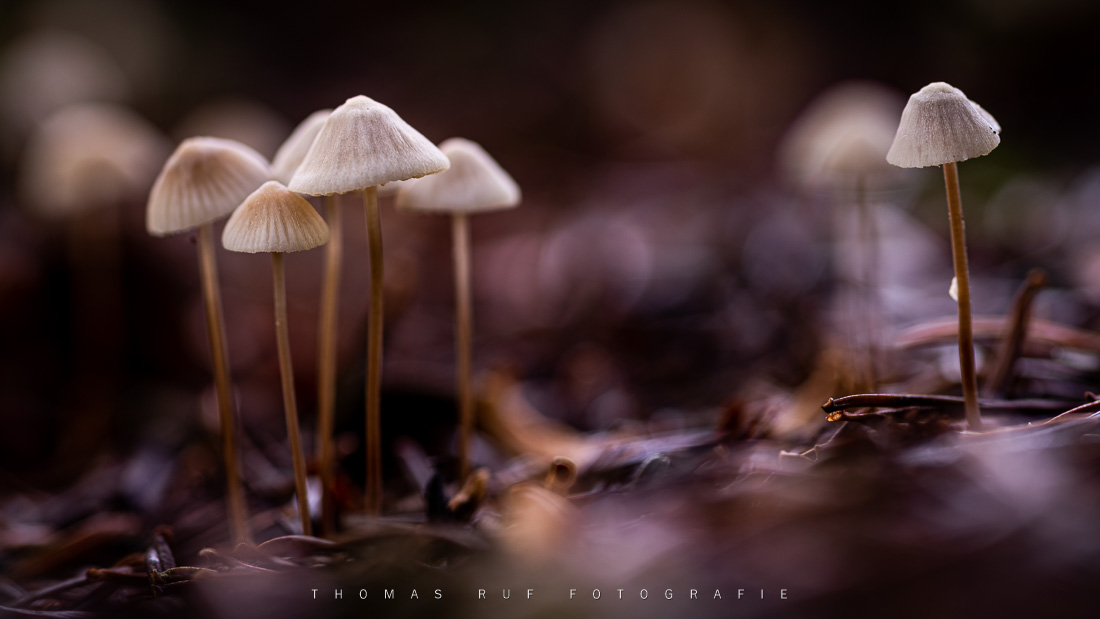 Mycena spec. | Helmling