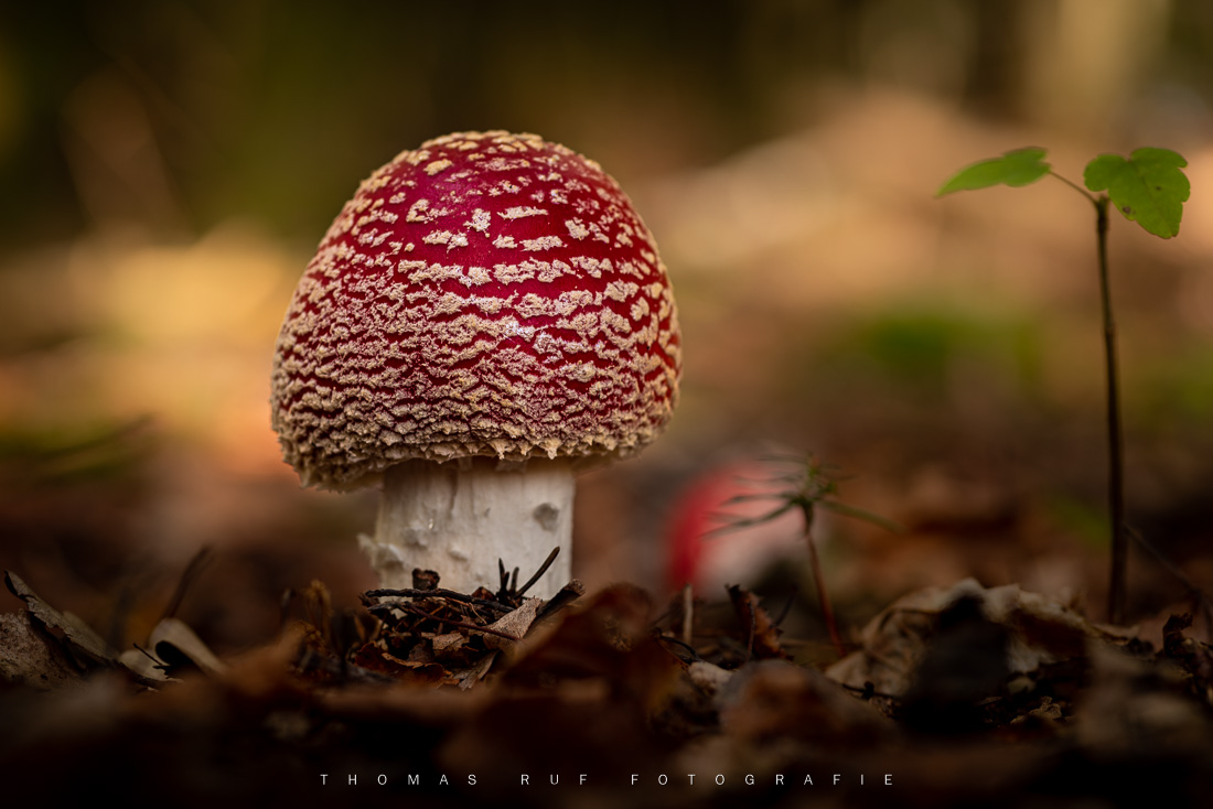 Amanita muscaria | Fliegenpilz