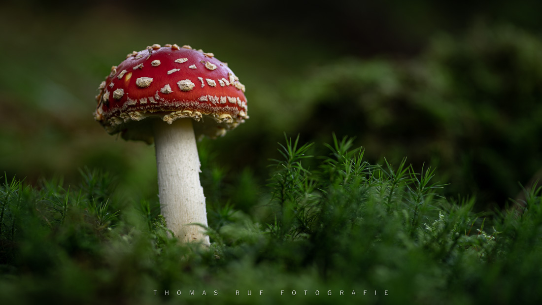 Amanita muscaria | Fliegenpilz