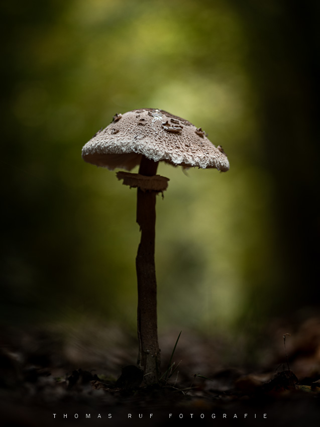 Macrolepiota procera | Parasolpilz
