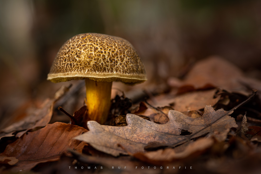 Xerocomus chrysenteron | Rotfussröhrling