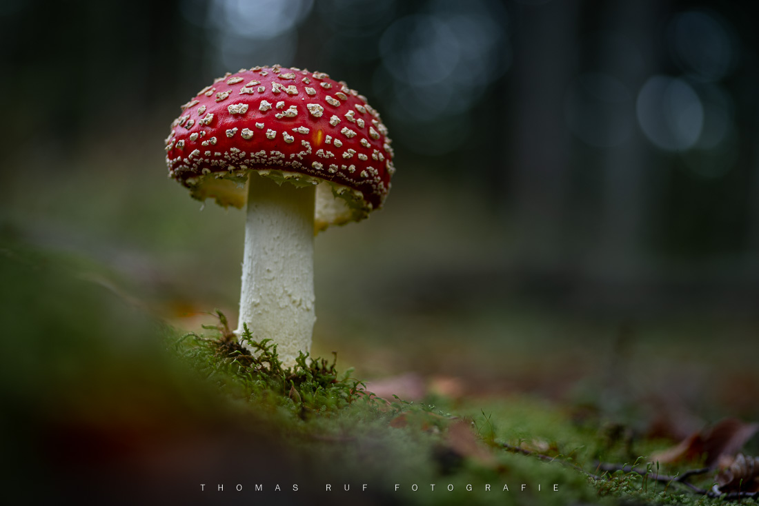 Amanita muscaria | Fliegenpilz