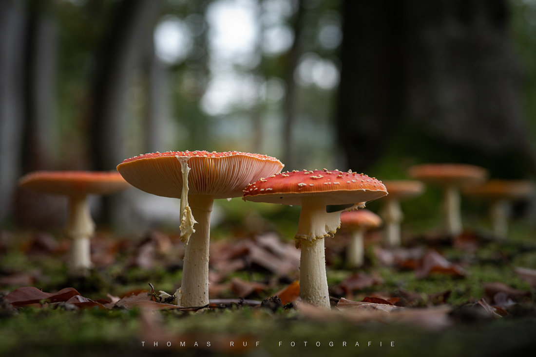 Amanita muscaria | Fliegenpilz