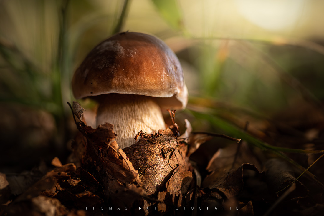 Boletus edulis | Steinpilz
