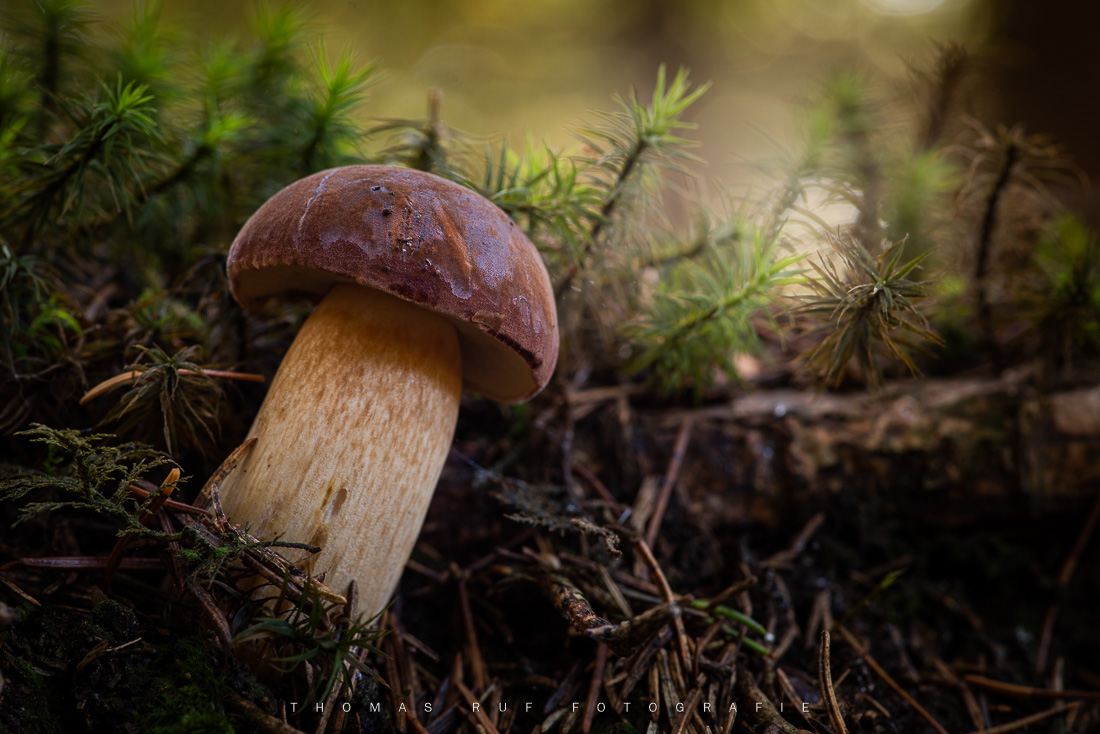 Imleria (Xerocumus) badius | Maronenröhrling