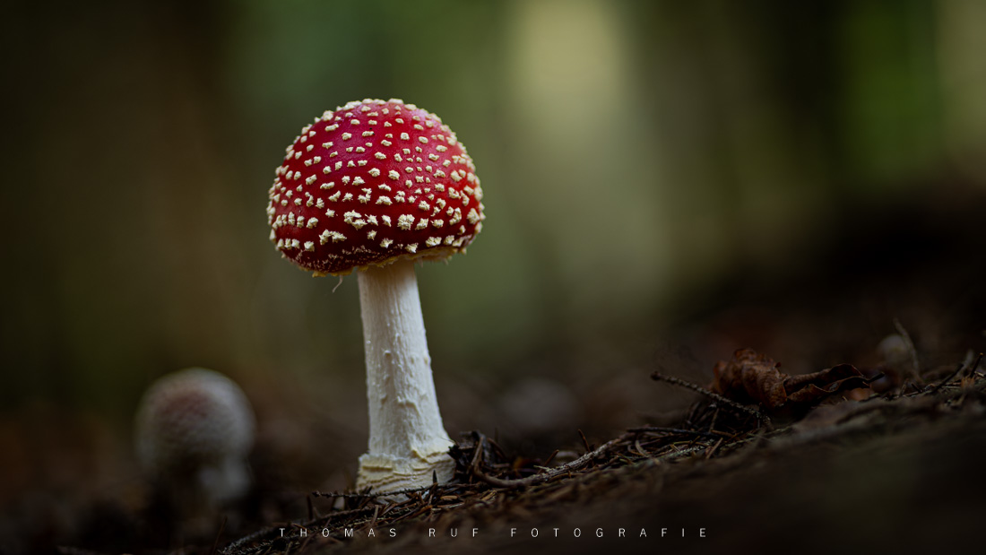 Amanita muscaria | Fliegenpilz