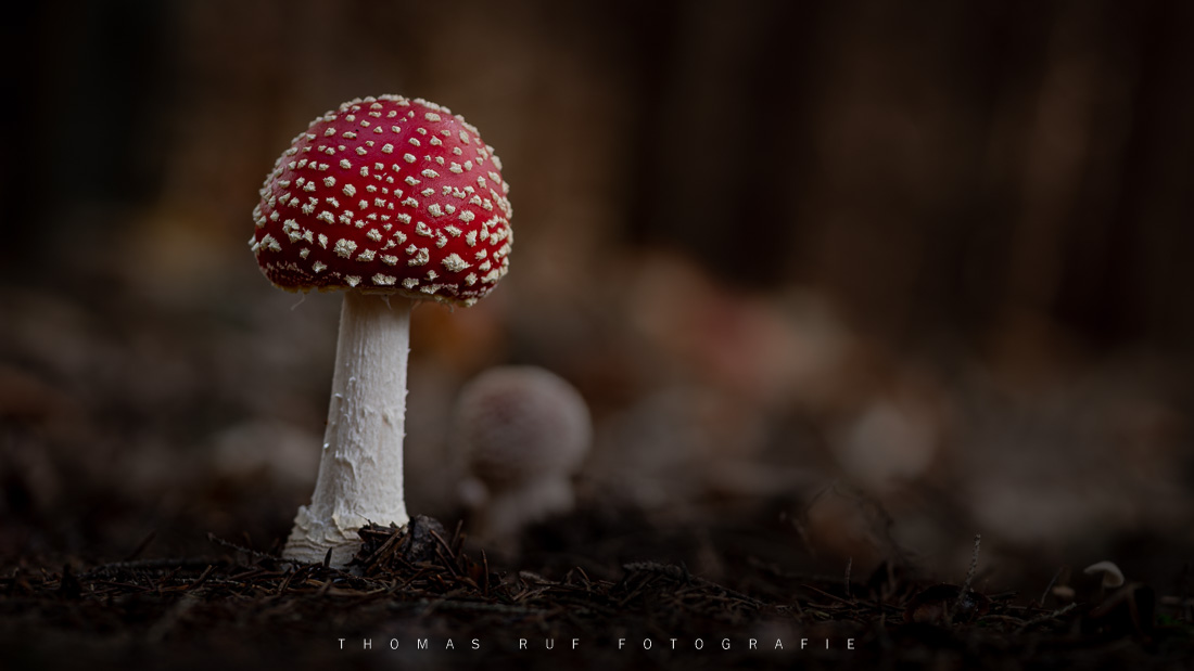 Amanita muscaria | Fliegenpilz