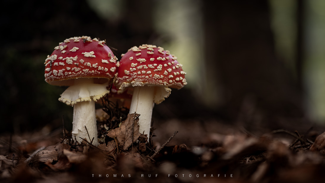 Amanita muscaria | Fliegenpilz