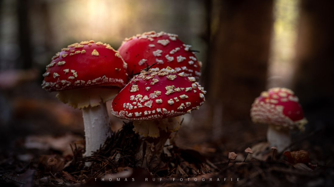Amanita muscaria | Fliegenpilz