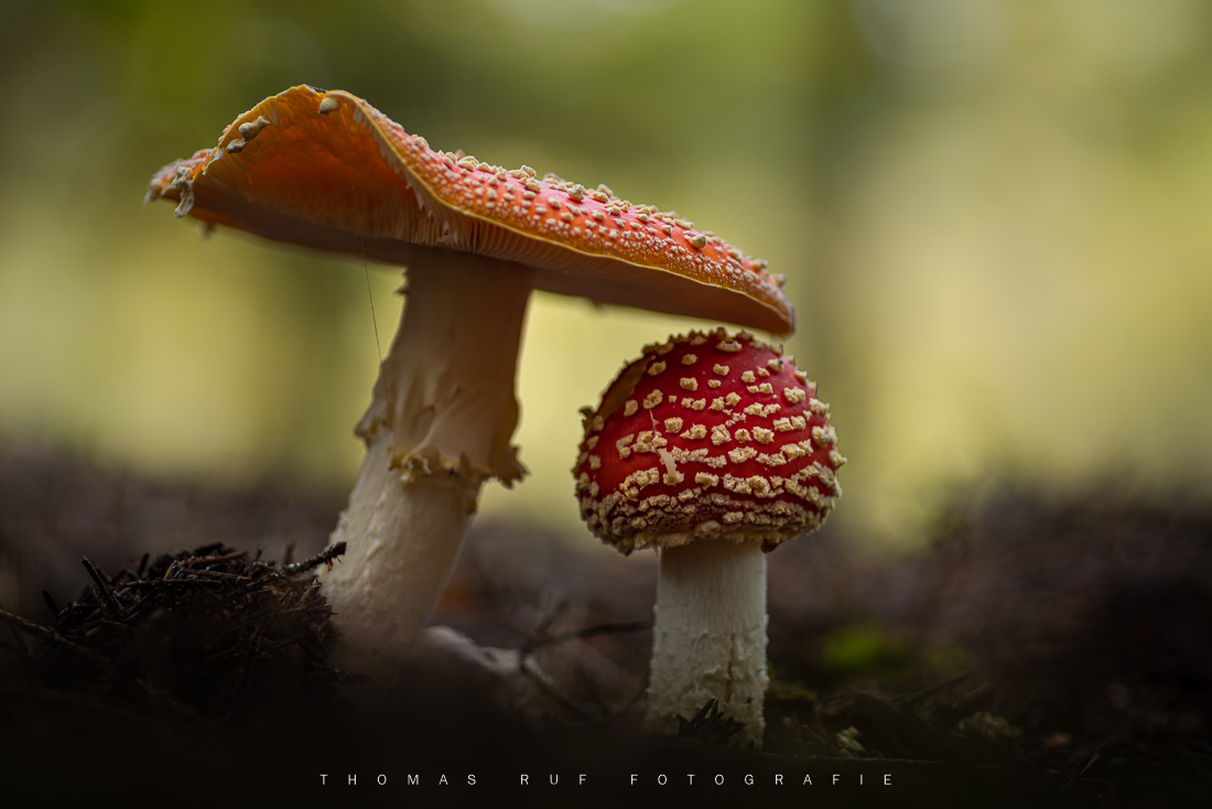 Amanita muscaria | Fliegenpilz