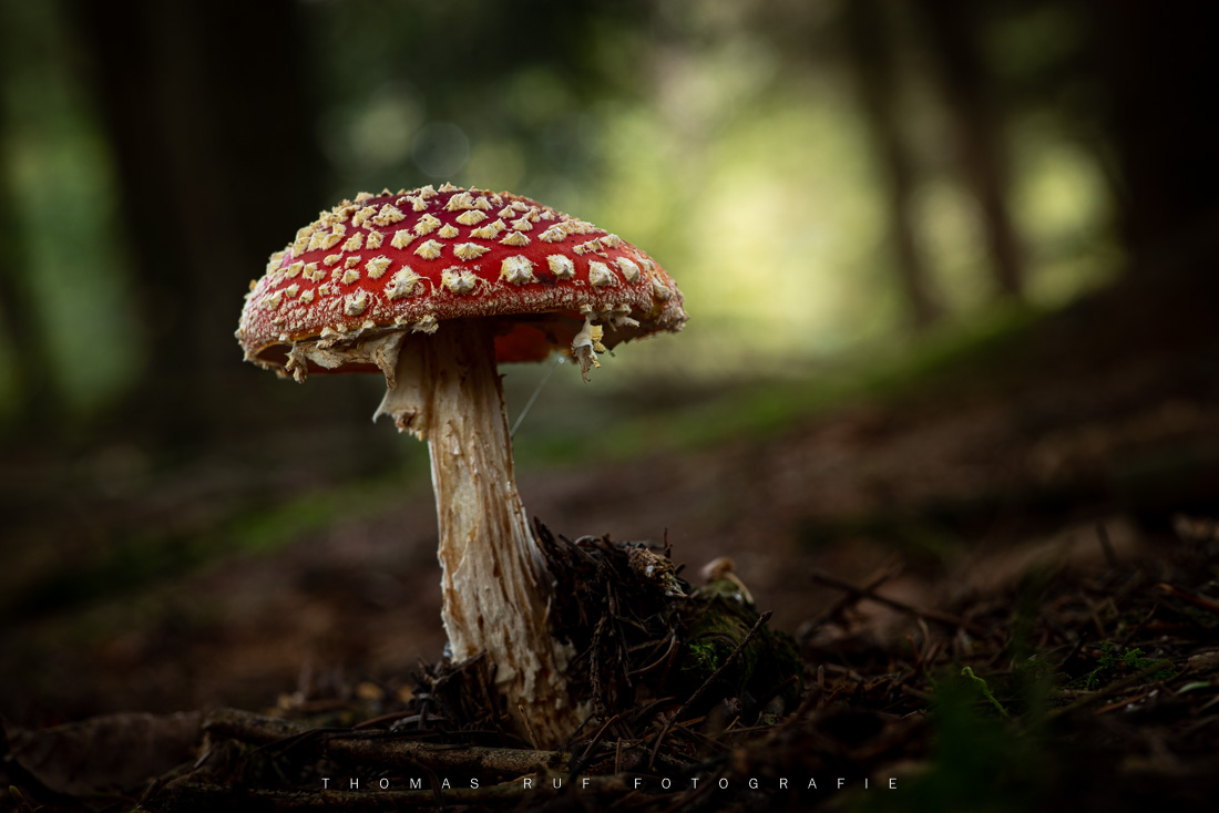 Amanita muscaria | Fliegenpilz