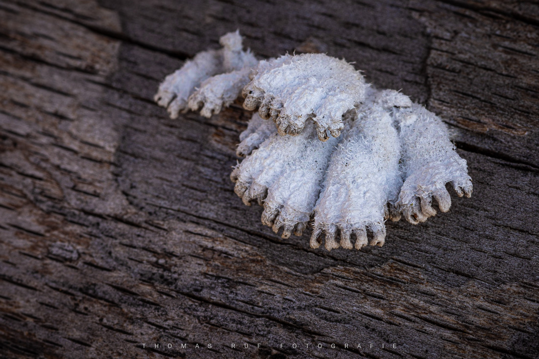 Schizophyllum commune | Gemeiner Spaltblättling