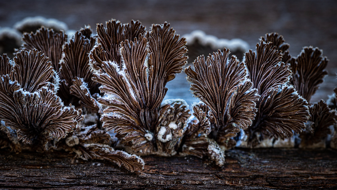 Schizophyllum commune | Gemeiner Spaltblättling