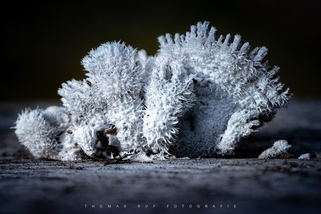 Schizophyllum commune | Gemeiner Spaltblättling