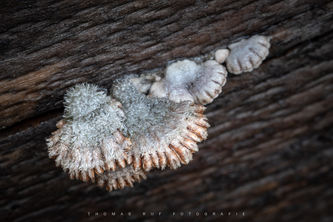 Schizophyllum commune | Gemeiner Spaltblättling
