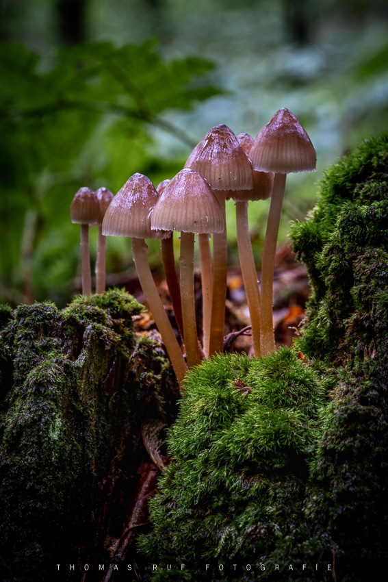 2020 10 03 007