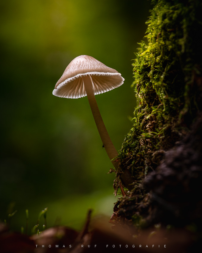 Mycena spec. | Helmling