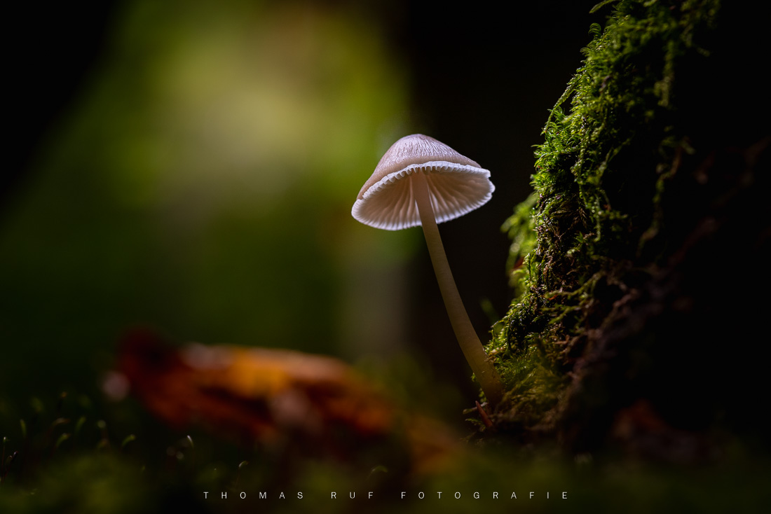Mycena spec. | Helmling