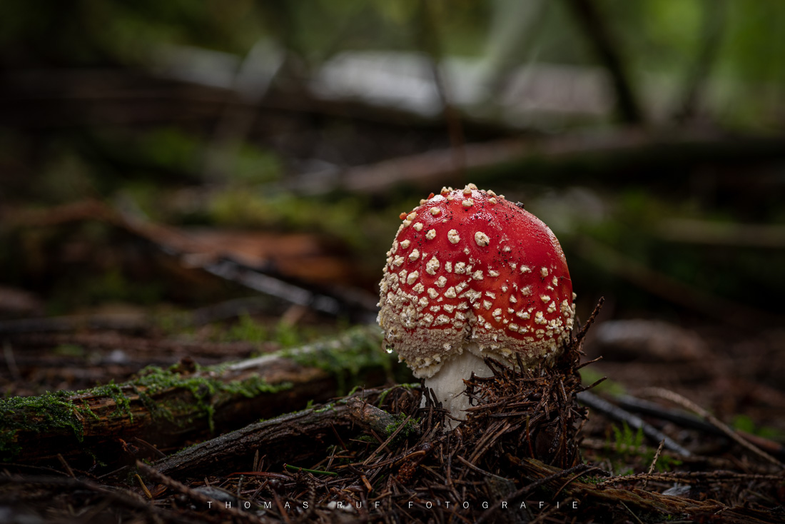 Amanita muscaria | Fliegenpilz