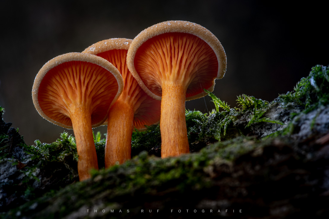 2020 10 10 034 2