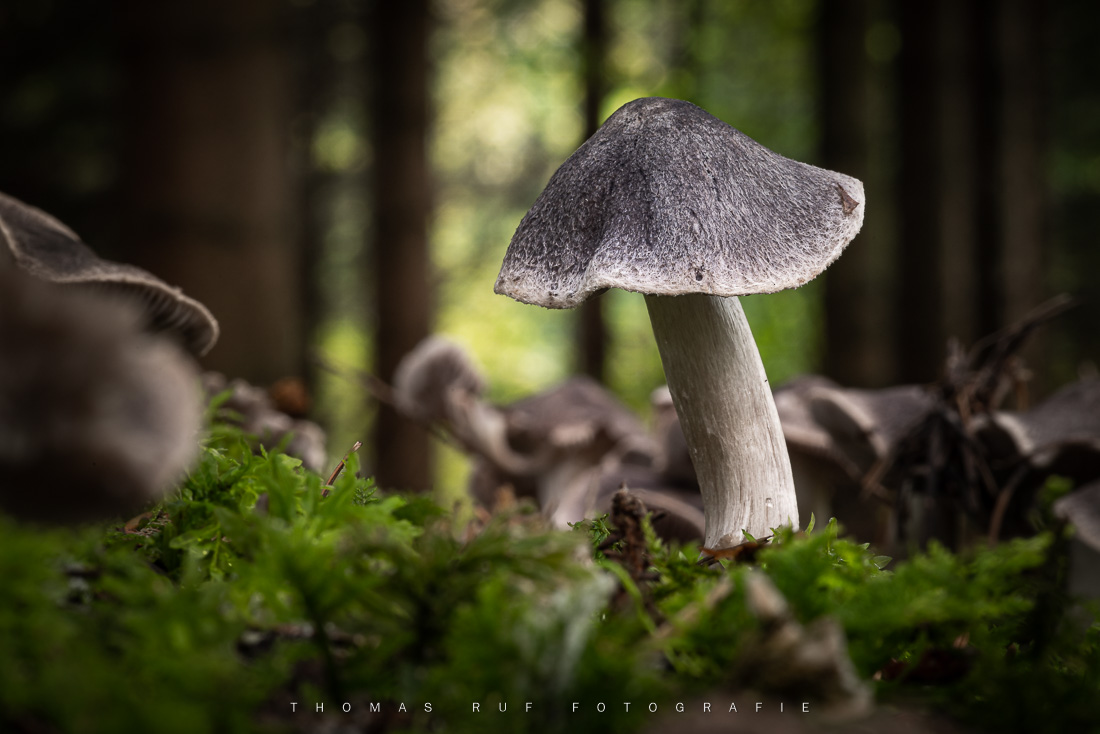 Tricholoma spec. | Ritterling