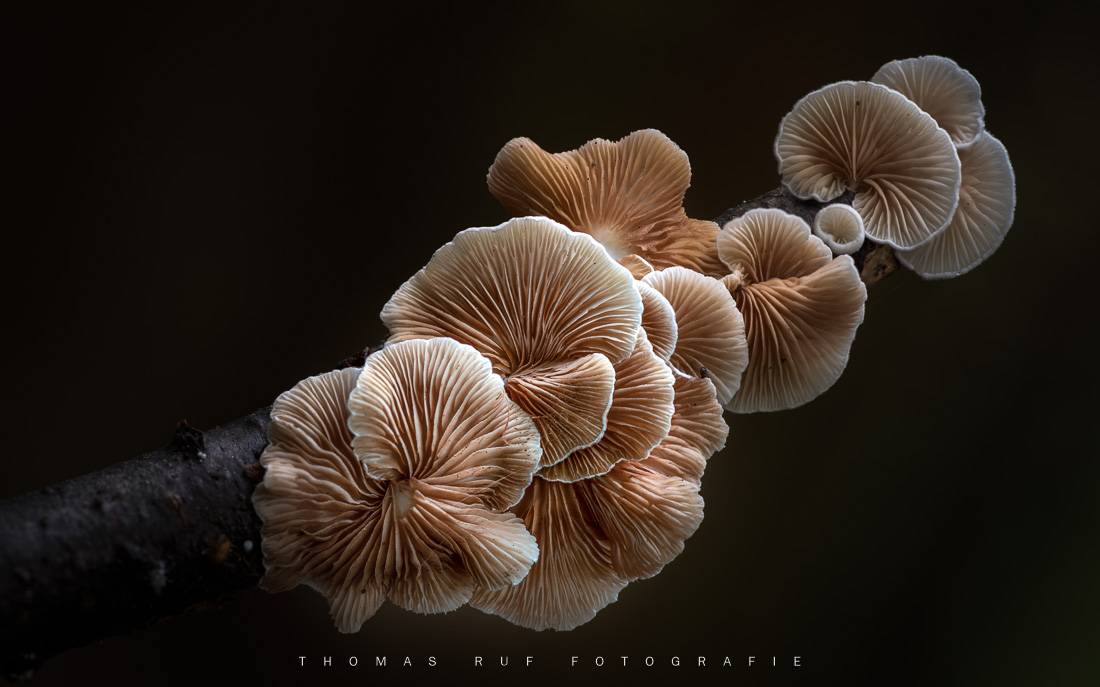 Schizophyllum commune | Gemeiner Spaltblättling