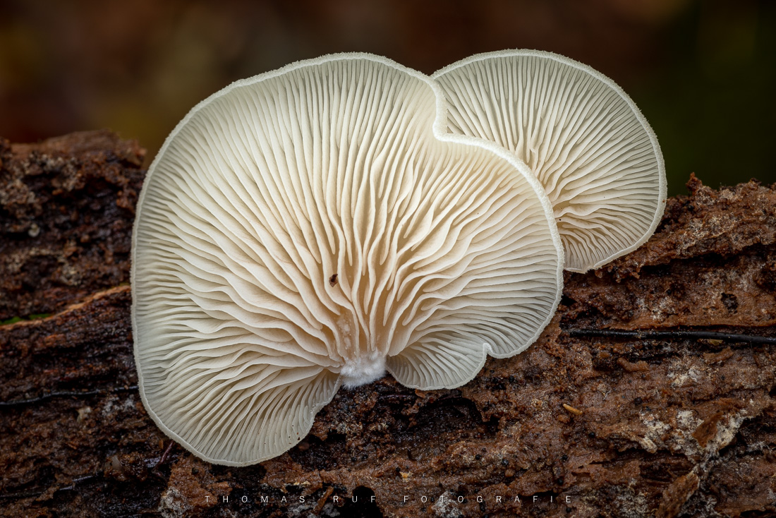 Schizophyllum commune | Gemeiner Spaltblättling