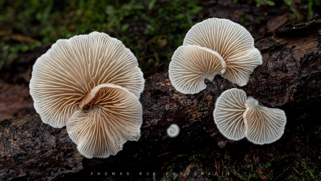 Schizophyllum commune | Gemeiner Spaltblättling