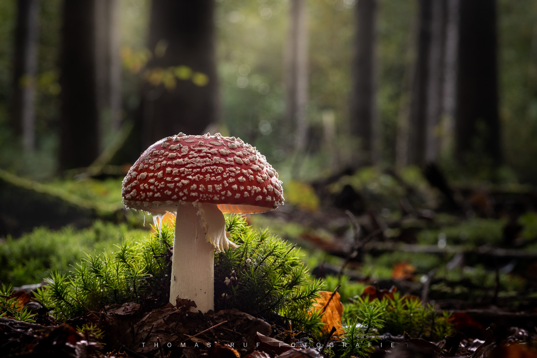 Amanita muscaria | Fliegenpilz