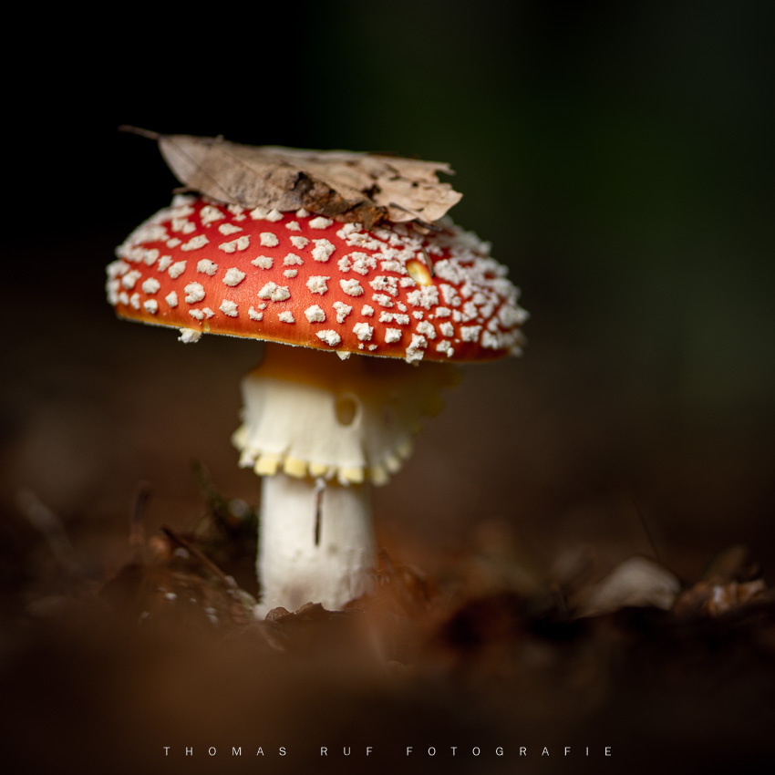 Amanita muscaria | Fliegenpilz