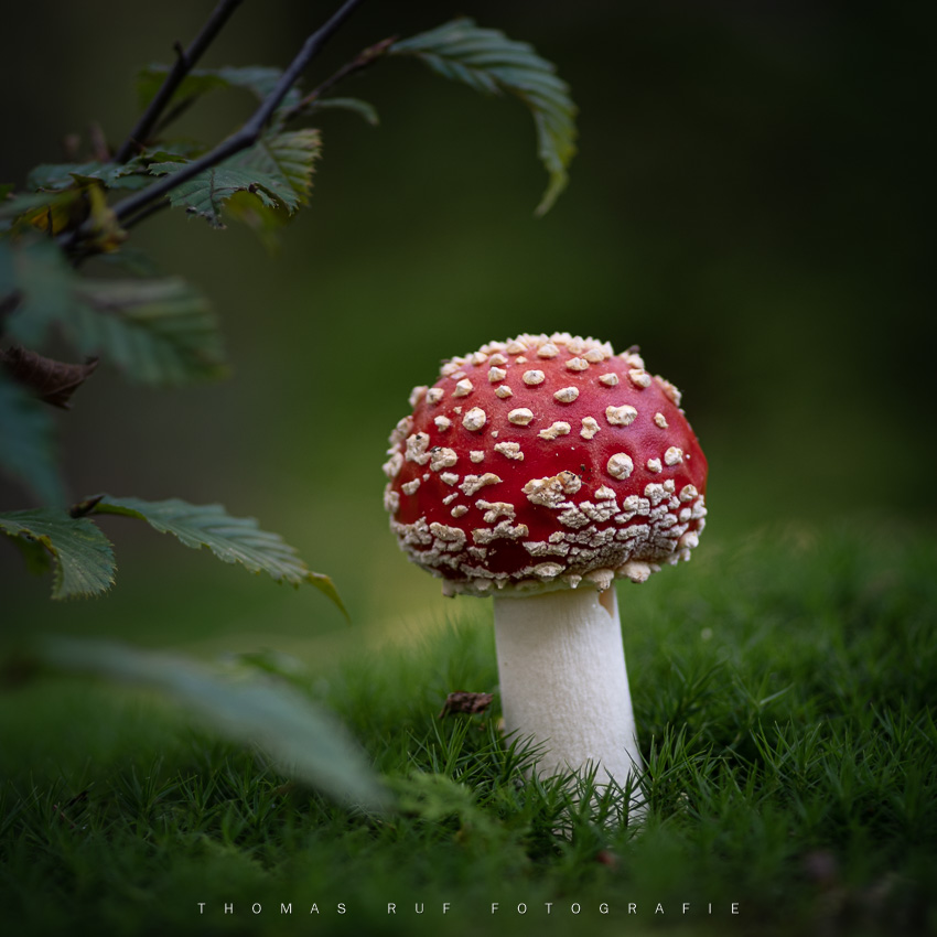 Amanita muscaria | Fliegenpilz