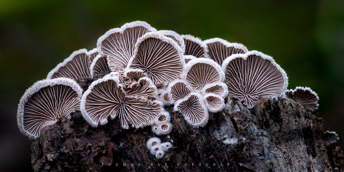 Schizophyllum commune | Gemeiner Spaltblättling