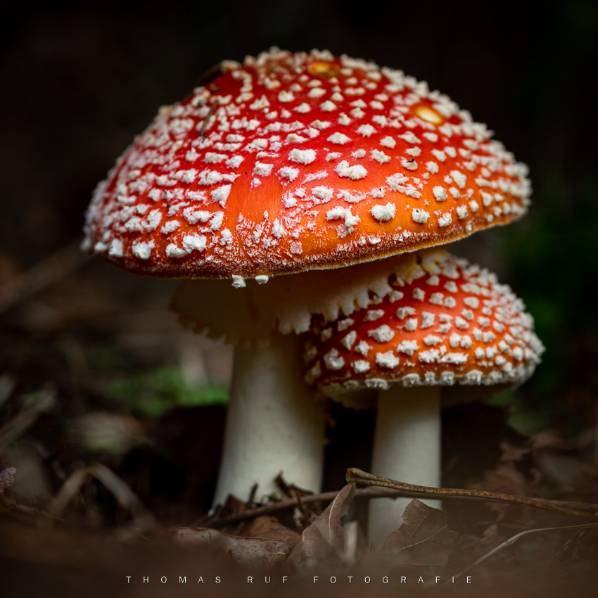 Amanita muscaria | Fliegenpilz