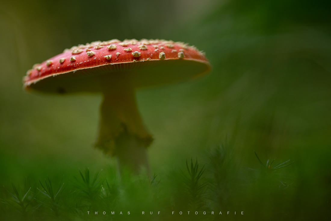 Amanita muscaria | Fliegenpilz