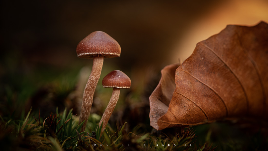 2020 10 30 017