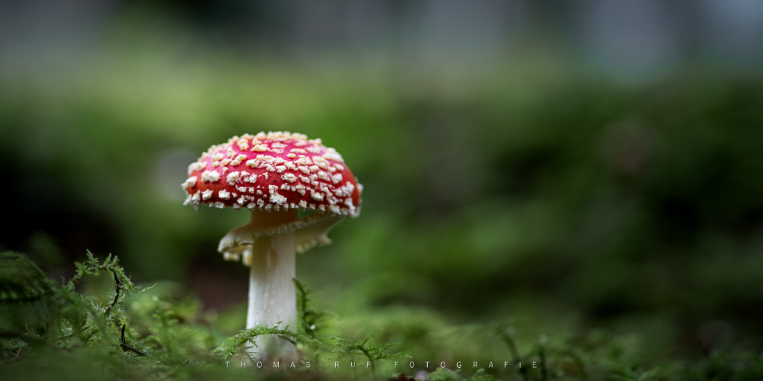 Amanita muscaria | Fliegenpilz