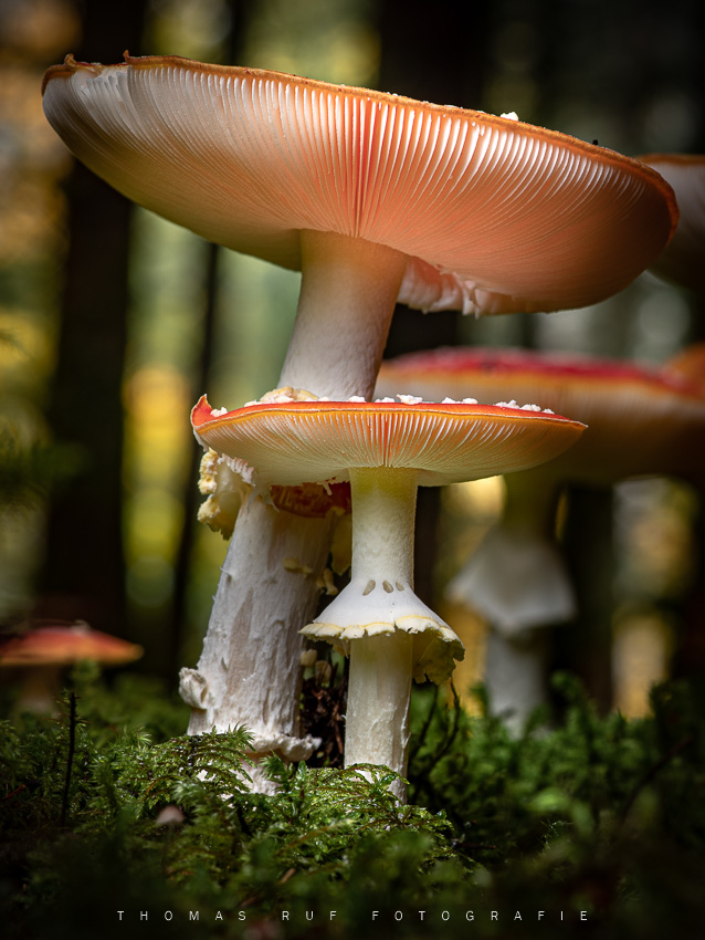 Amanita muscaria | Fliegenpilz