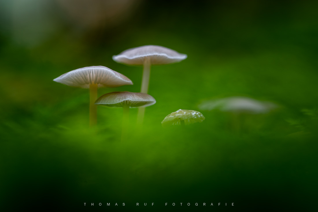 Mycena spec. | Helmling