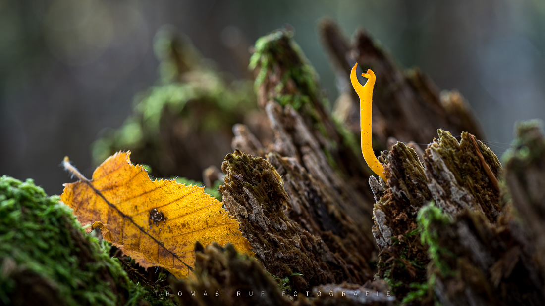 Calocera viscosa | Klebriger Hörnling