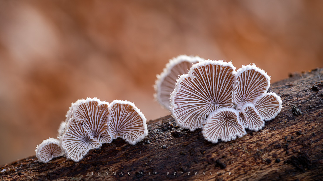 Schizophyllum commune | Gemeiner Spaltblättling