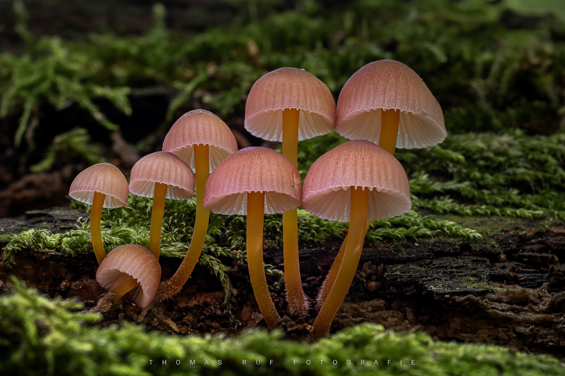 Mycena renati | Gelbstieliger Nitrat-Helmling