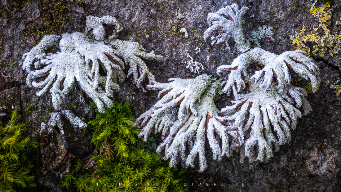 Schizophyllum commune | Gemeiner Spaltblättling