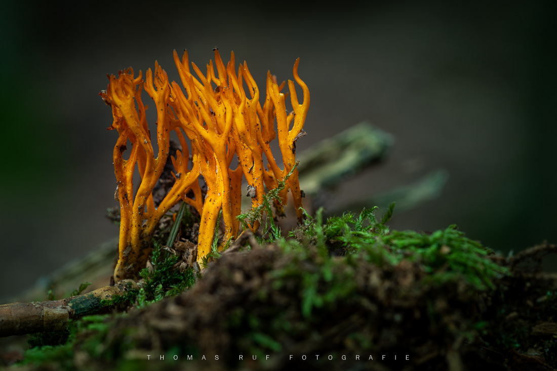 Calocera viscosa | Klebriger Hörnling
