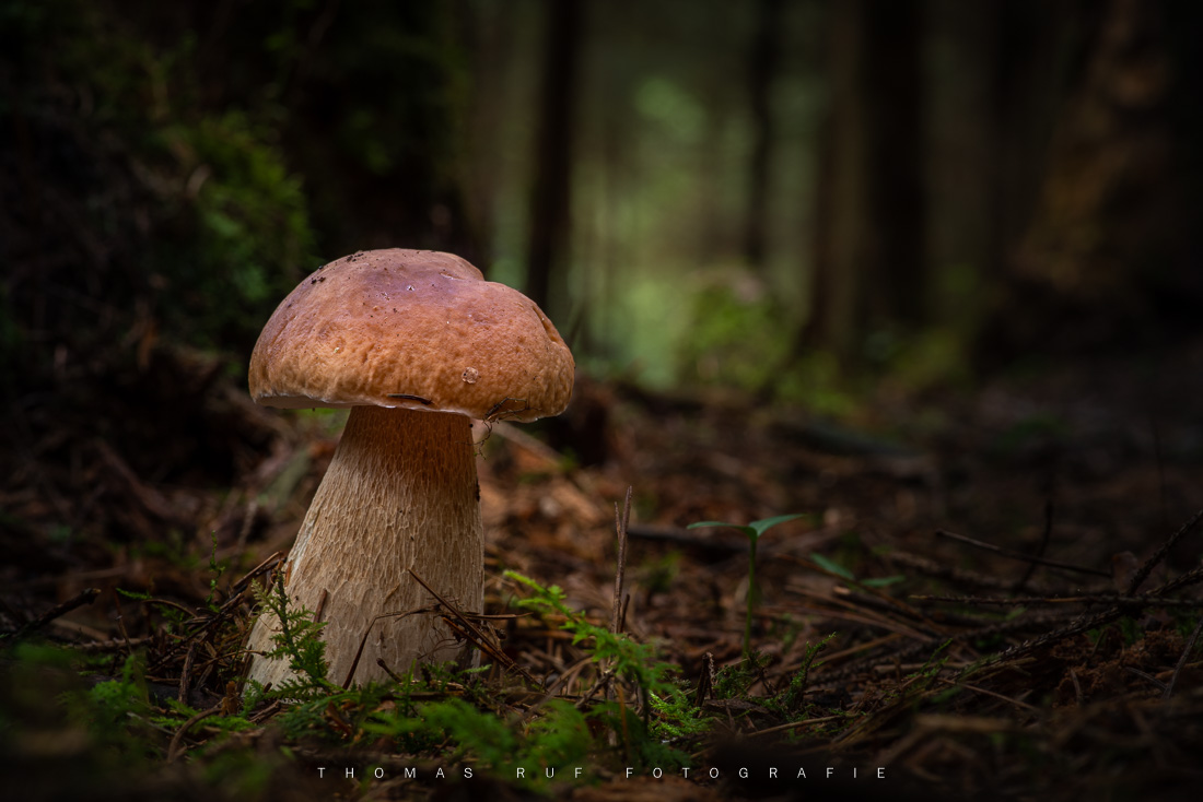 Boletus | Steinpilz