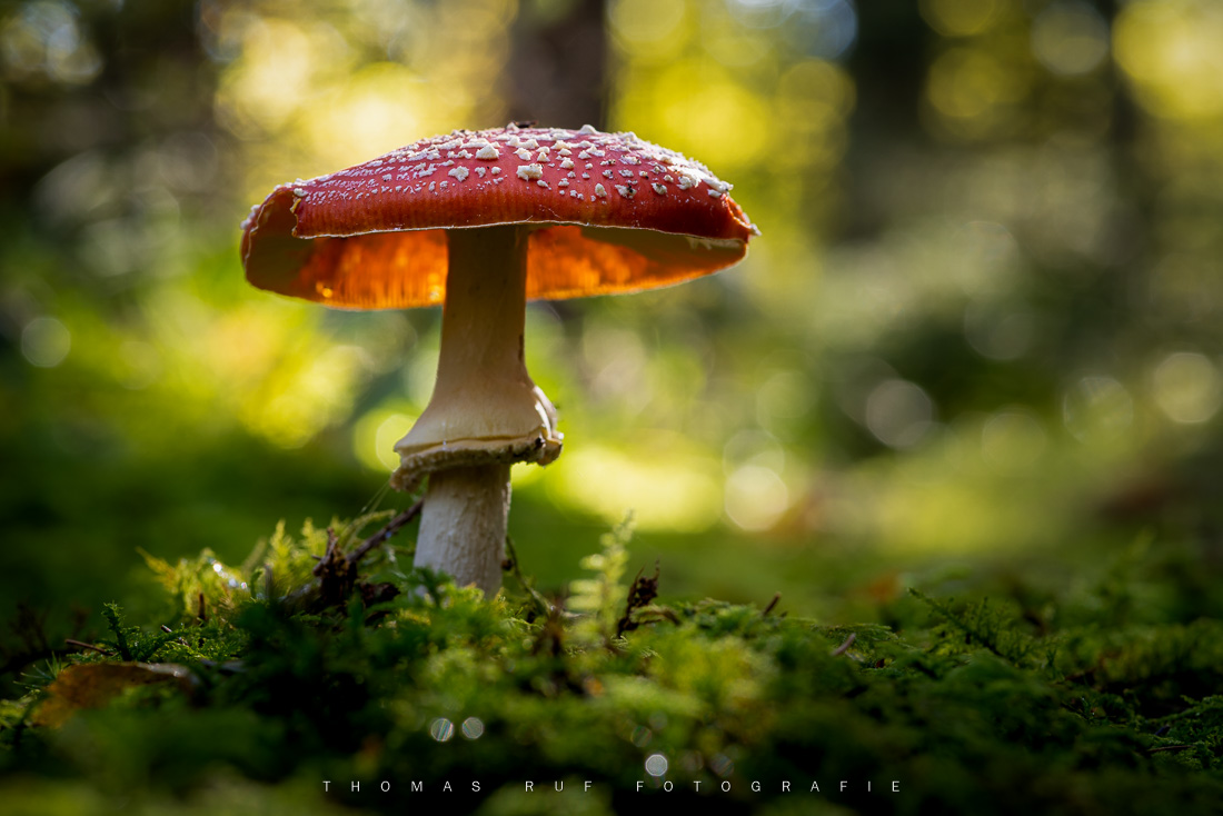 Amanita muscaria | Fliegenpilz
