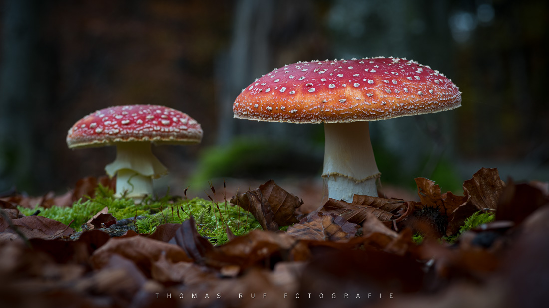 Amanita muscaria | Fliegenpilz