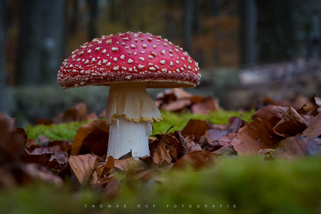 Amanita muscaria | Fliegenpilz