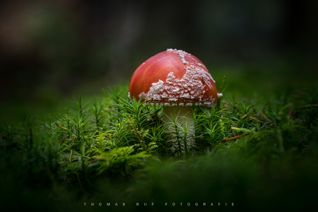 Amanita muscaria | Fliegenpilz